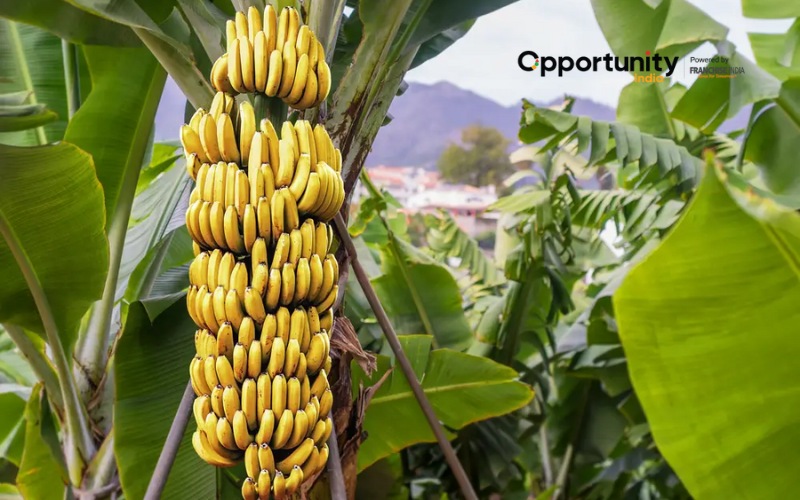 How to Start a Banana Farming Business?